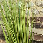 Le D'arsene Avec Terrasse Et Garage En Option A 200 M De La